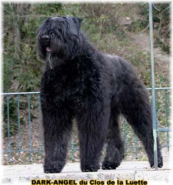 DARK ANGEL &copy; Elevage de bouviers des flandres du Clos de la Luette specialis&eacute; pour le bouvier des flandres Copyrigth depose